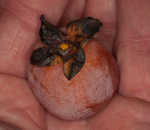 Persimmon